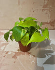 Small Indoor Plants