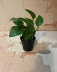 Small Indoor Plants