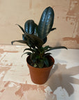 Small Indoor Plants