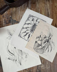 Vintage Art Drawings