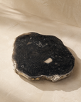 Petrified Wood Coaster