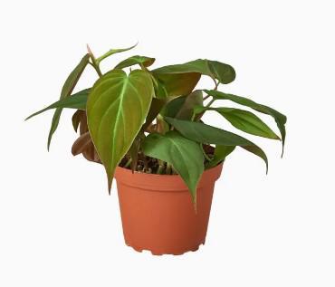 Philodendron Velvet