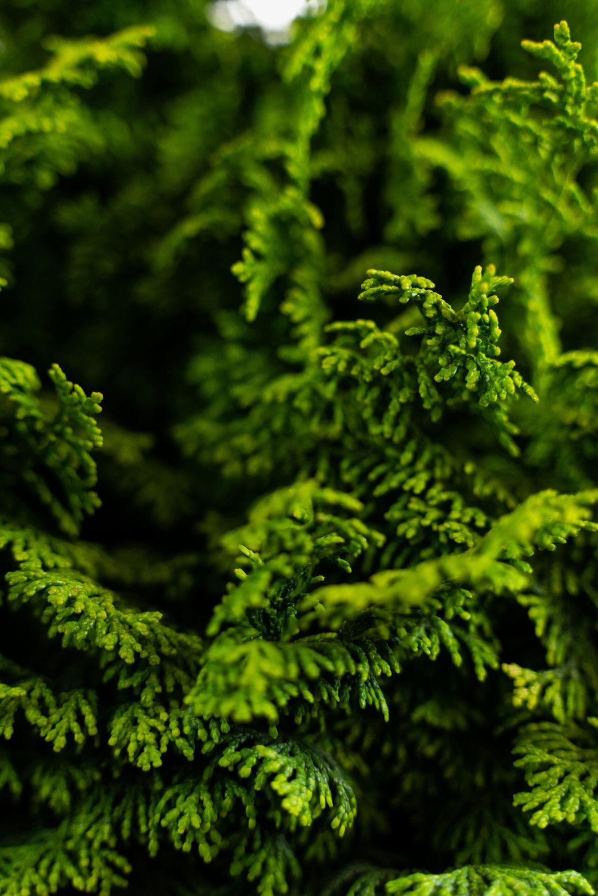 Hinoki Essential Oil Candle