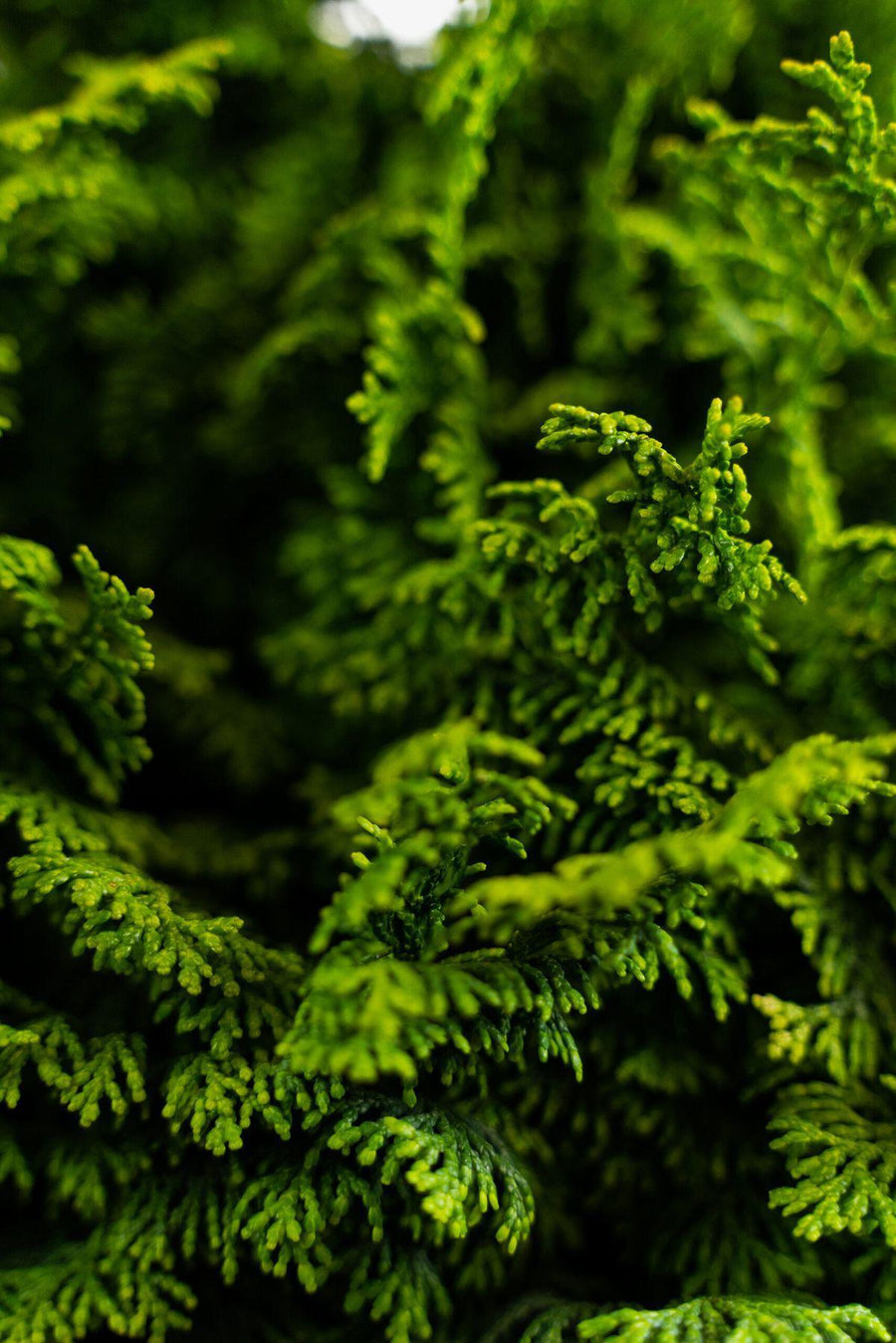 Hinoki Essential Oil Candle