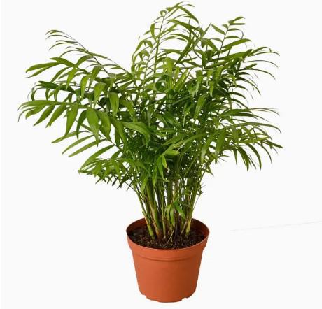 Parlor Palm