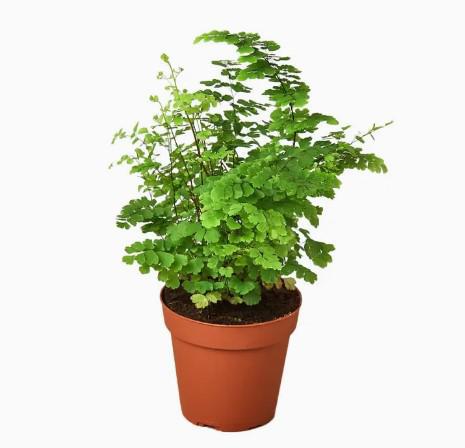 Maidenhair Fern