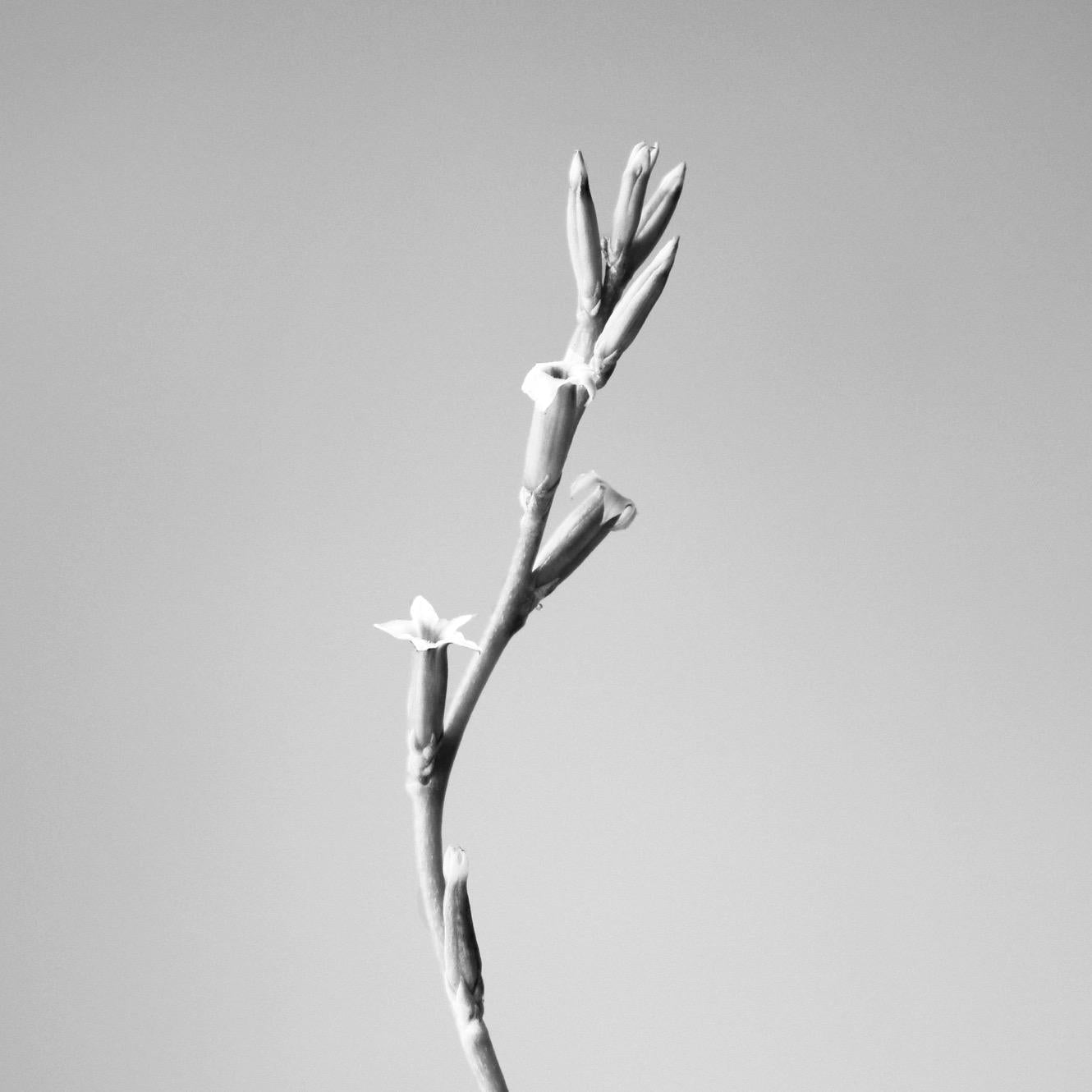 Cardamom Flower Essential Oil Candle