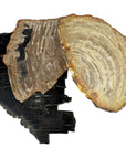 Petrified Wood Coaster, alternate view 2