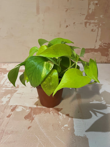 Small Indoor Plants
