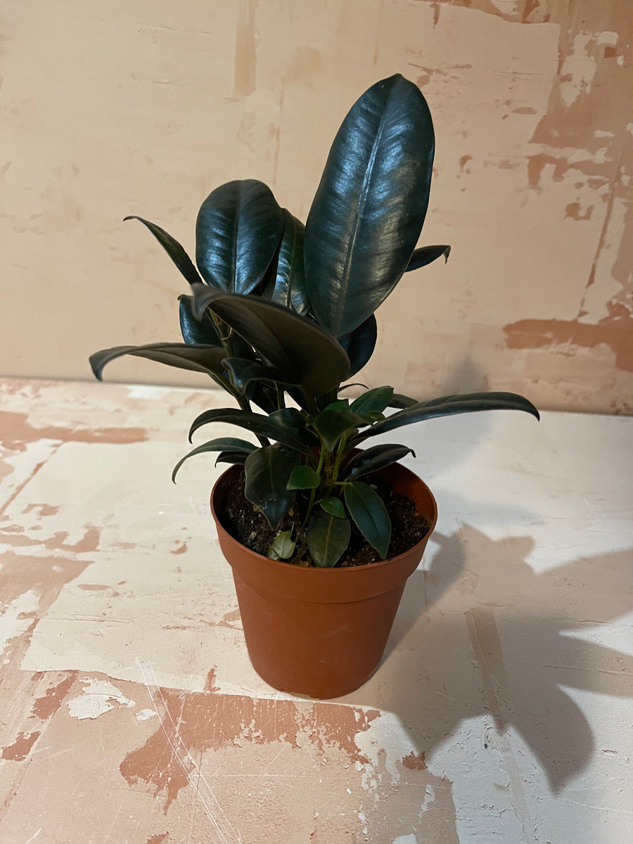 Small Indoor Plants