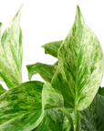 Pothos Marble Queen