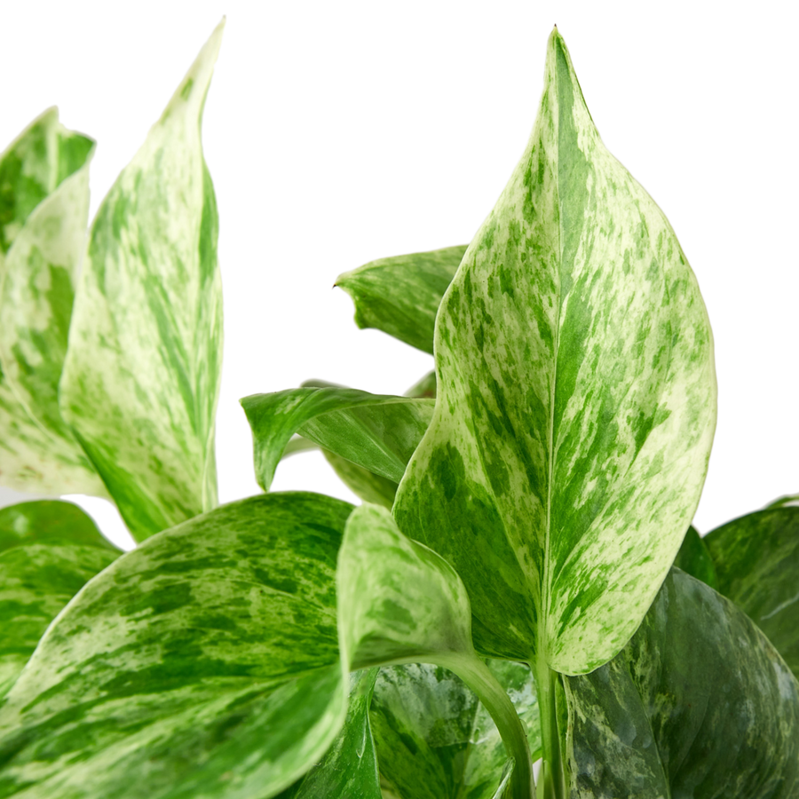 Pothos Marble Queen