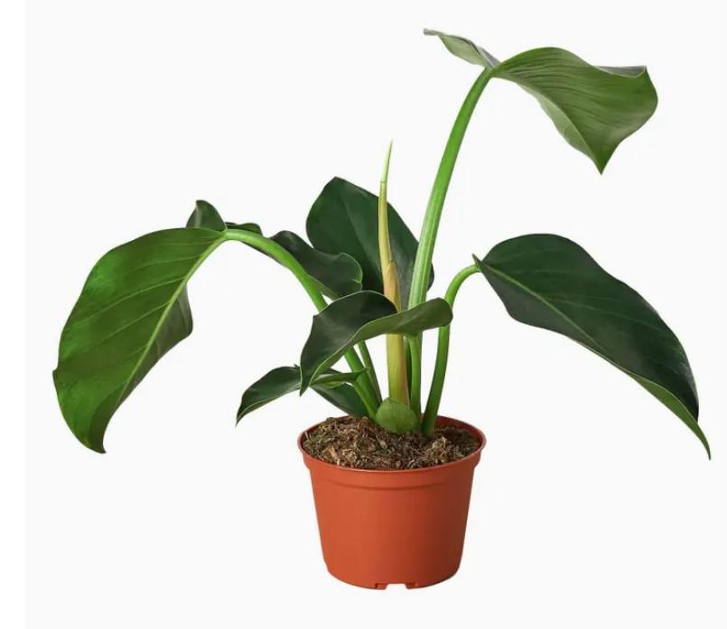 Philodendron Congo Green