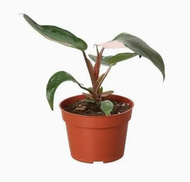 Philodendron Pink Princess