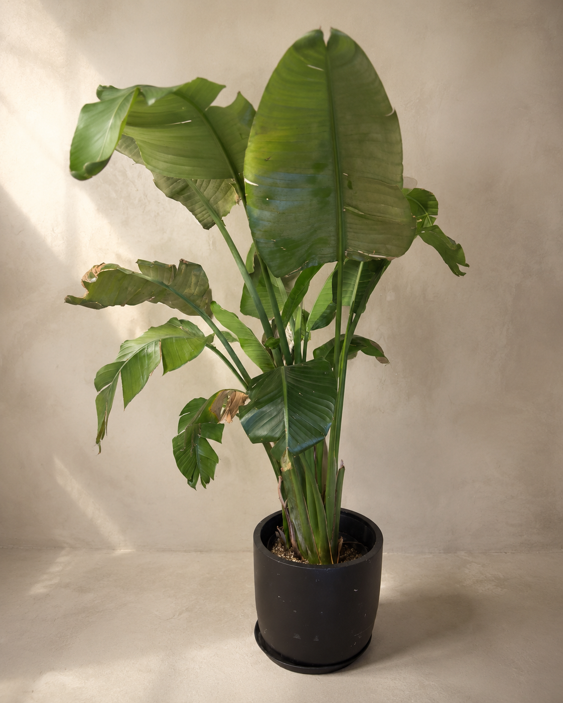 Bird of Paradise in Charcoal Pot