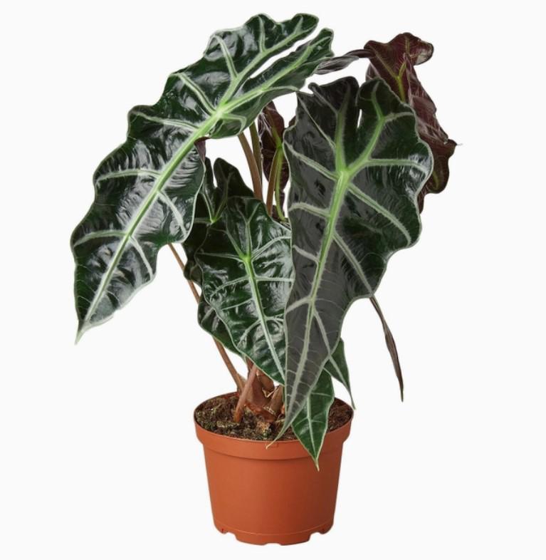 Alocasia Polly