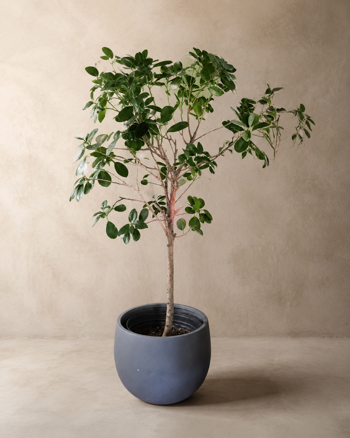 Ficus Tree in Blue-Gray Planter