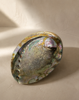 Large Natural Shell — abalone