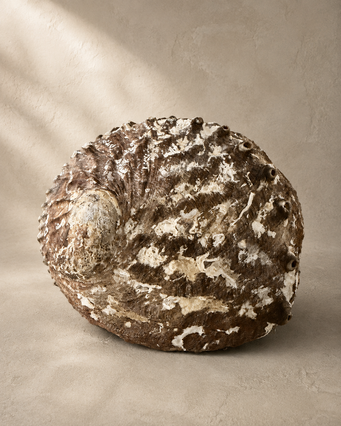 Large Natural Shell