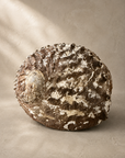 Large Natural Shell, alternate view 2