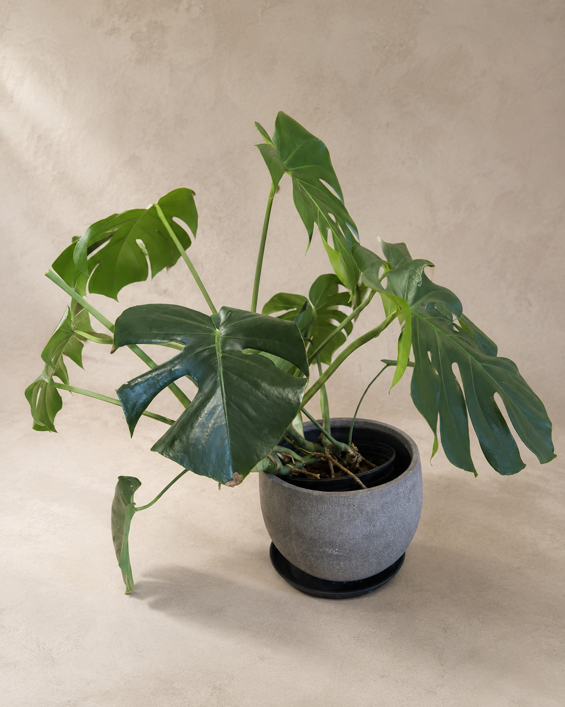 Monstera in Gray Planter