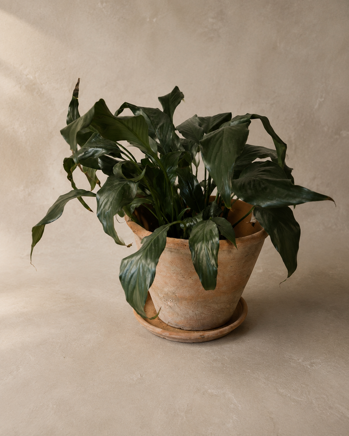Peace Lily in Aged Terracotta Pot