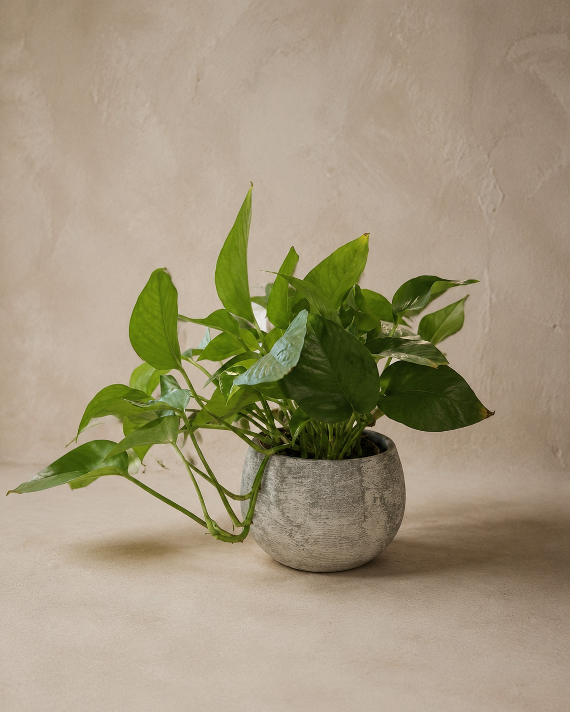 Pothos in Stone-Textured Pot