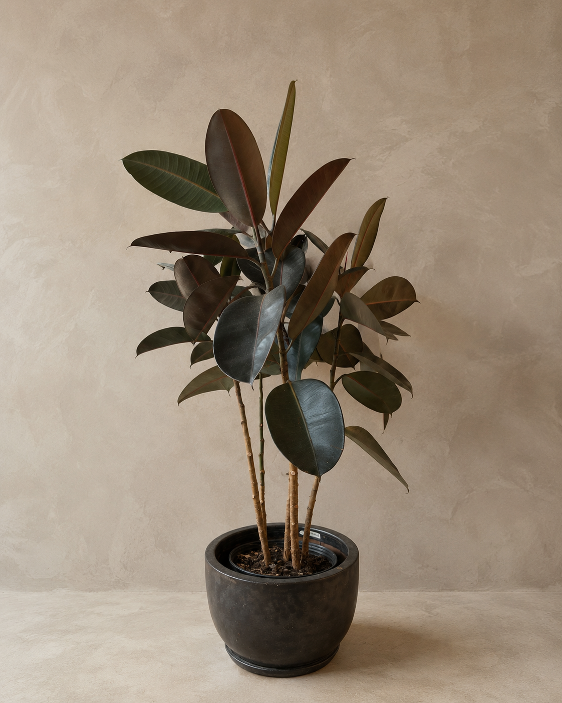 Rubber Plant in Charcoal Pot