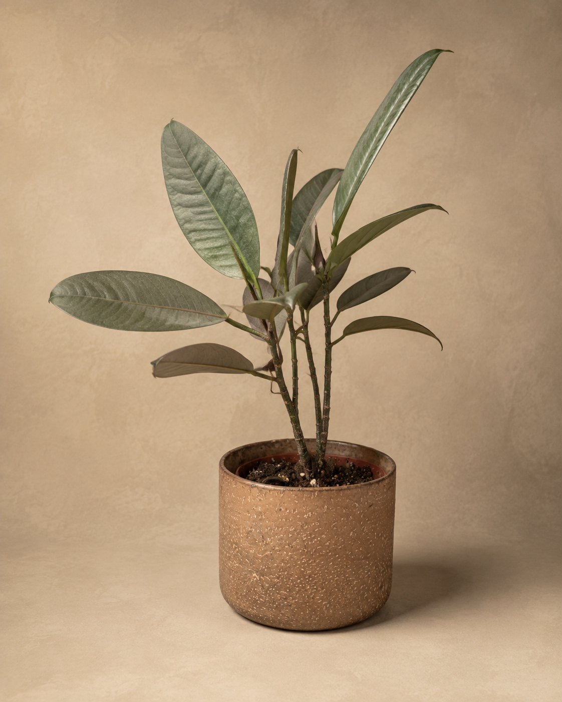 Rubber Plant in Speckled Brown Pot