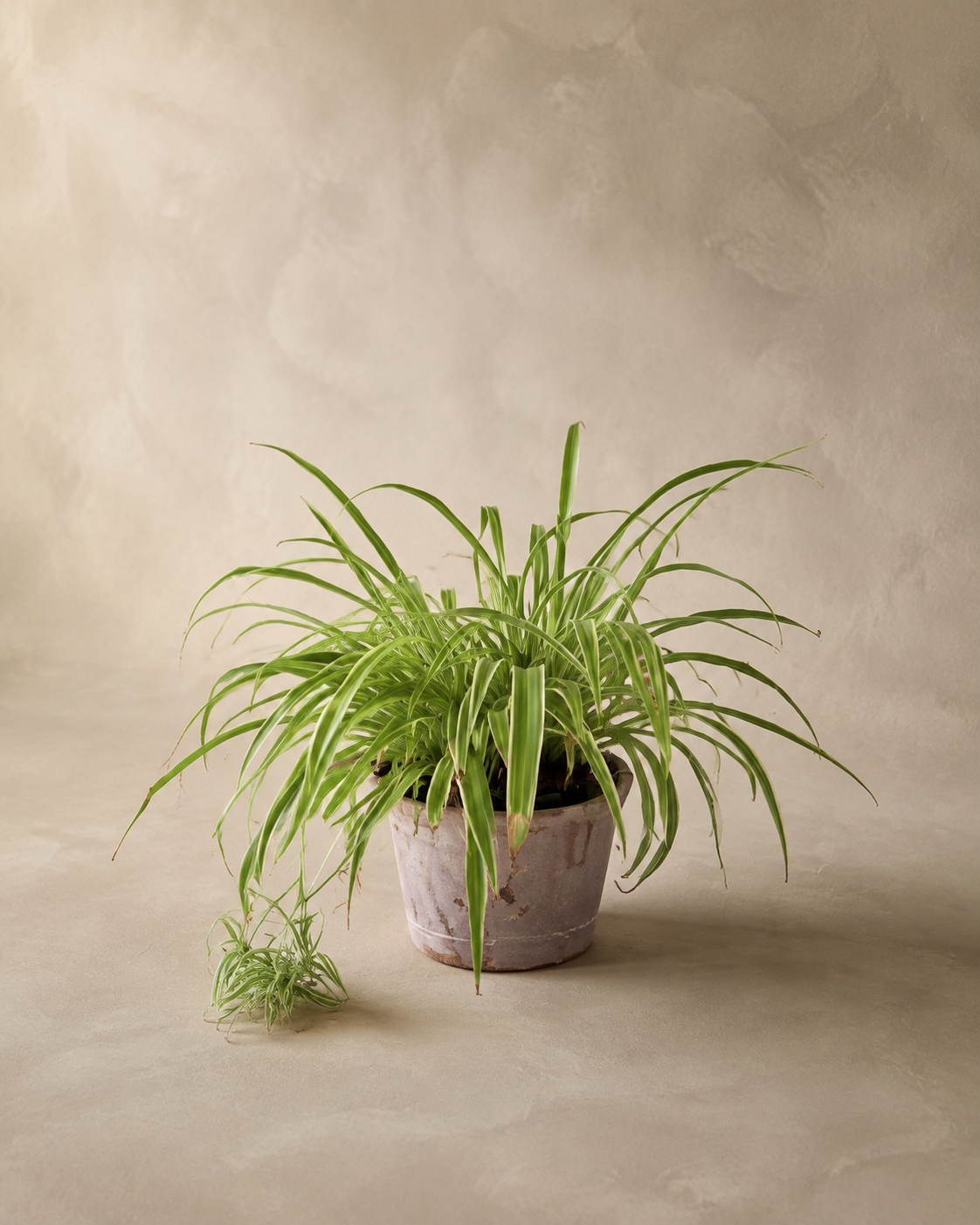 Spider Plant in Mauve-Gray Pot