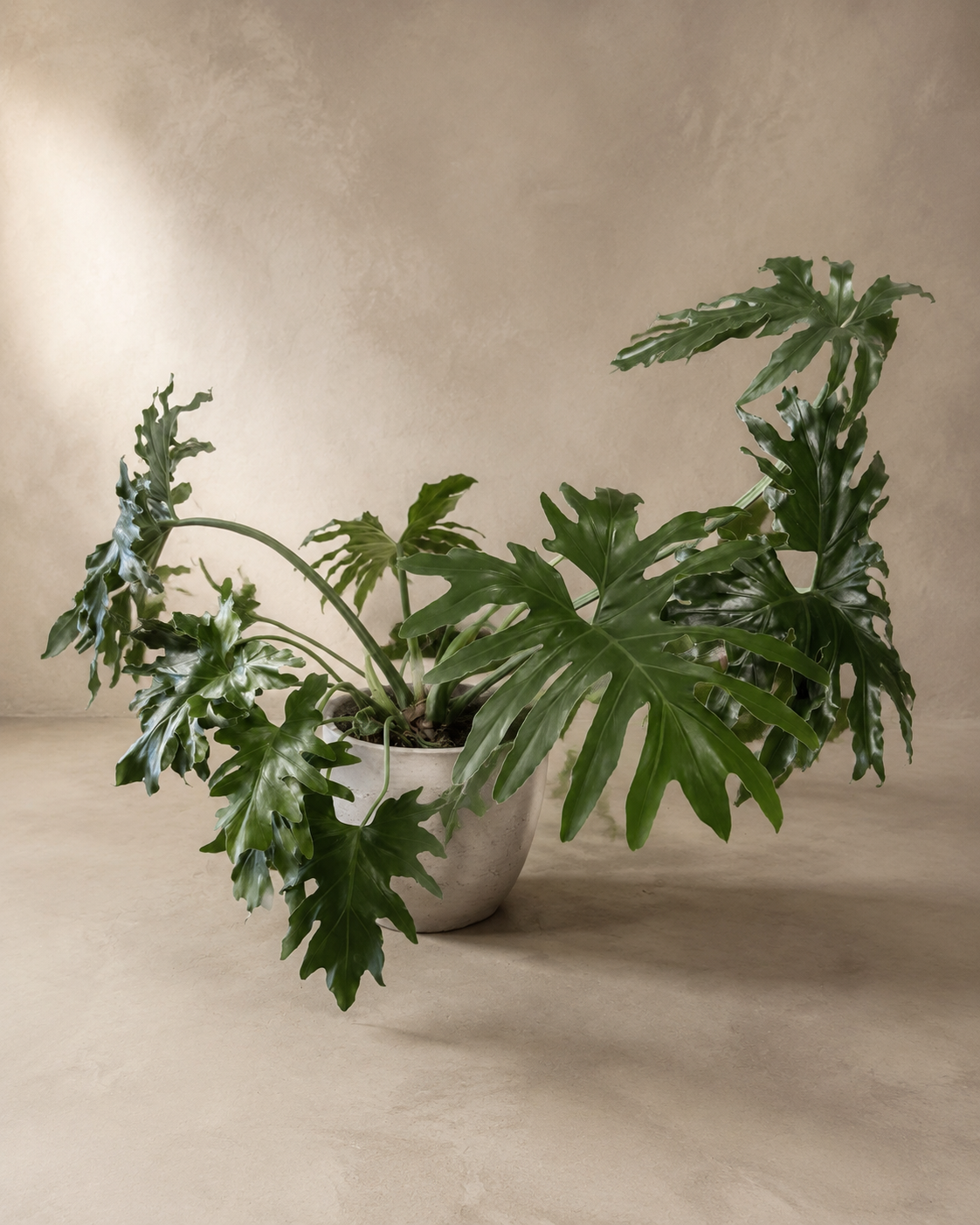 Split-Leaf Philodendron in Gray Ceramic Pot