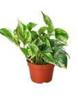 Pothos Marble Queen