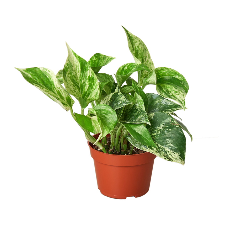 Pothos Marble Queen