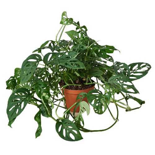 Monstera Swiss Cheese